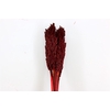 Dried Sorghum 6pc Bordeaux Bunch