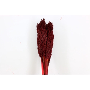 Dried Sorghum 6pc Bordeaux Bunch