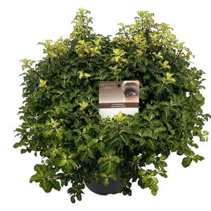 Pittosporum ten. 'Gold Star' sense