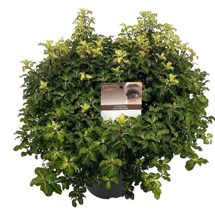 <h4>Pittosporum ten. 'Gold Star' sense</h4>