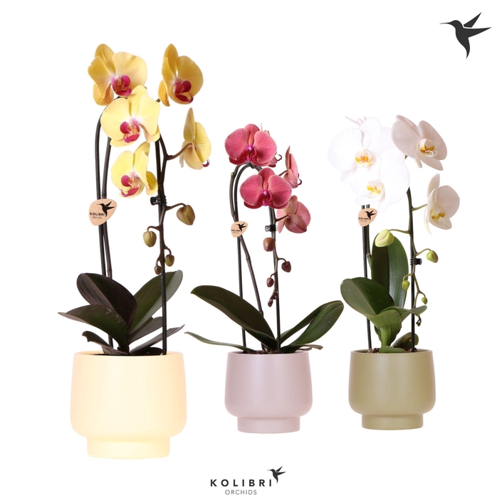 <h4>Kolibri Orchids Cascade Niagara Fall mix 1 spike in Scandic pot green mix</h4>