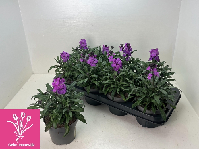 <h4>ERYS SUP BOWL MAUVE</h4>