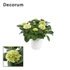 Hydrangea Bol White 10 - 15 kop in gekleurde sierpot (Decorum)