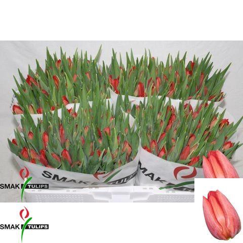 <h4>TU EN DELTA RED</h4>