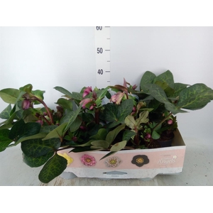 Helleborus  'Fkiss Glendas Gloss'