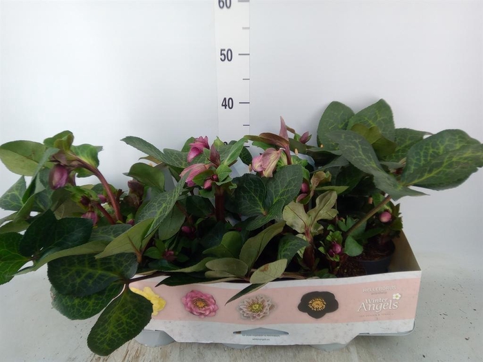 Helleborus  'Fkiss Glendas Gloss'