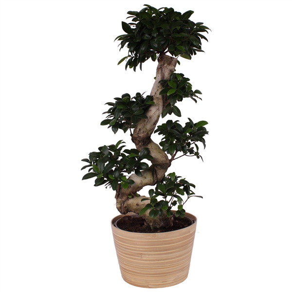 <h4>Ficus. Ginseng S-Shape Ø24cm in Ø25cm Wood NT465</h4>