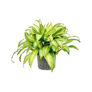 Dracaena deremensis 'Bronze'