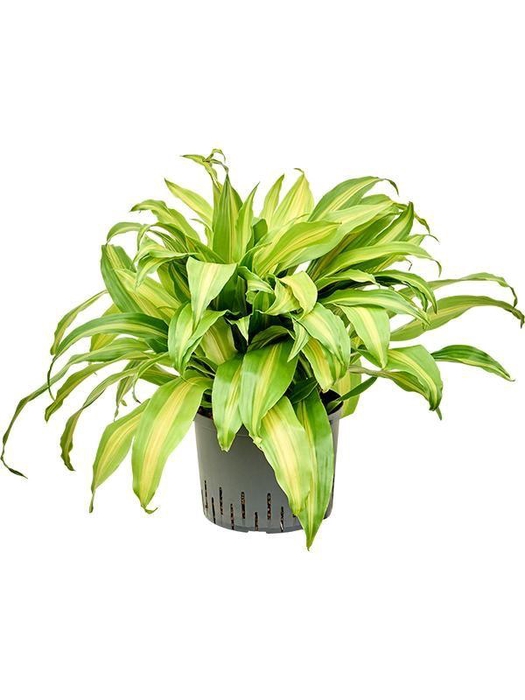 <h4>Dracaena deremensis 'Bronze'</h4>
