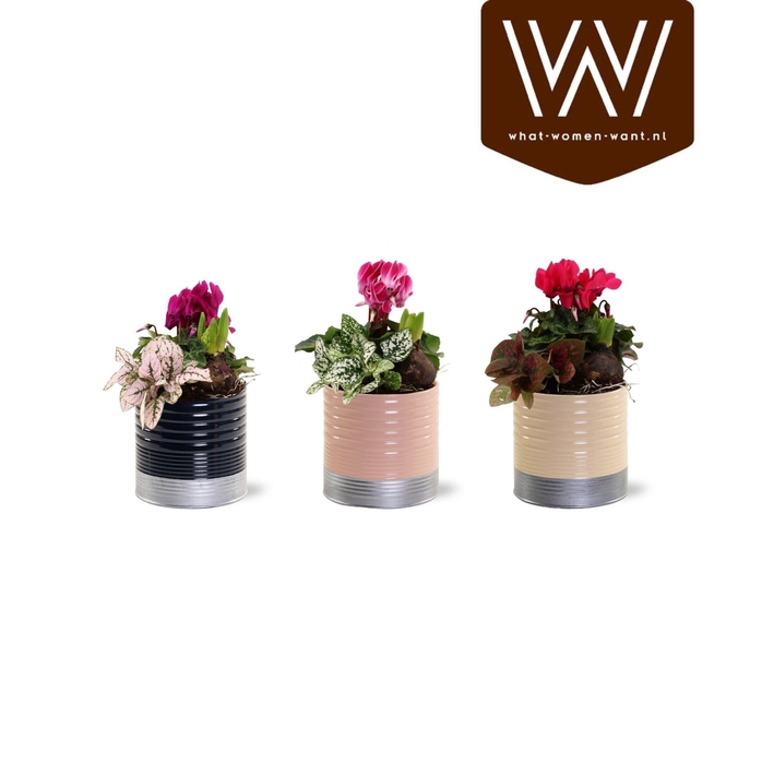 <h4>Collectie "Bubbles & wine" - Arrangement in Zink Nola</h4>