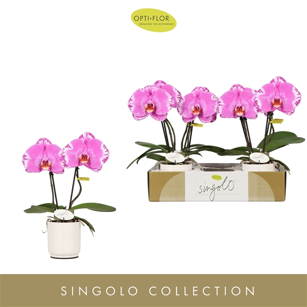 Singolo & Co Victorio in Lazio White