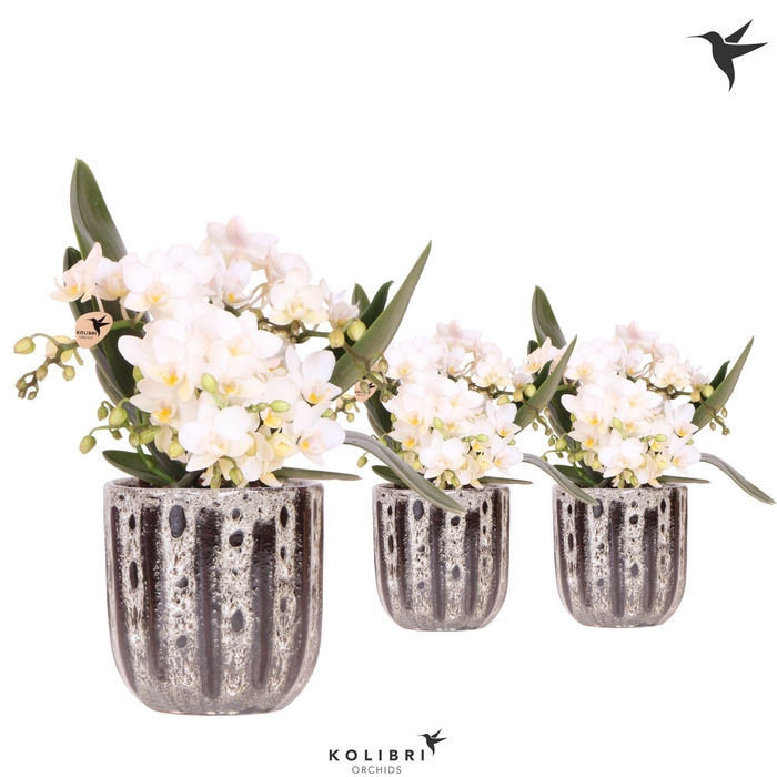 <h4>Kolibri Orchids Phalaenopsis Nazare 4 spike in Soul pot</h4>