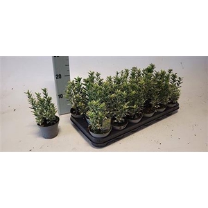 Euonymus Ja M Aureov