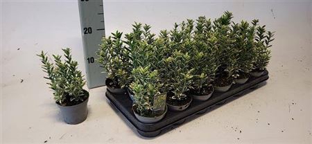 <h4>Euonymus Ja M Aureov</h4>