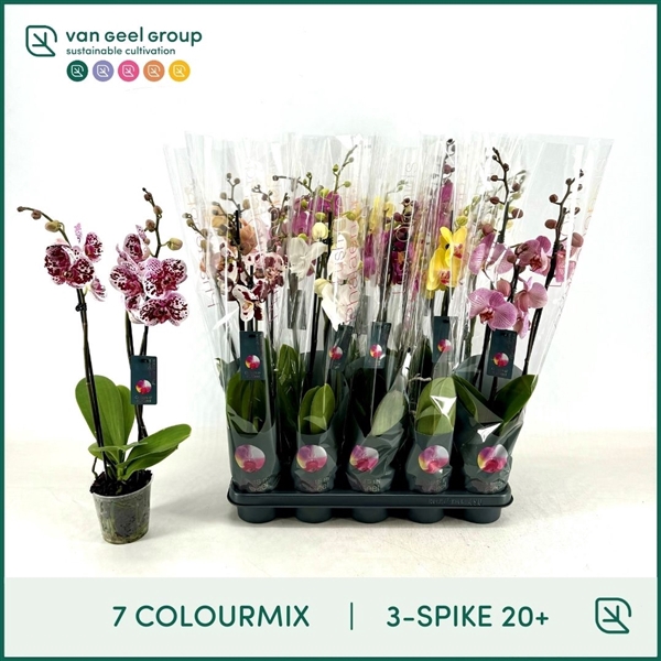 3-tak 20+, 7 colourmix