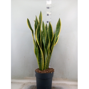 Sansevieria trifa. 'Laurentii'