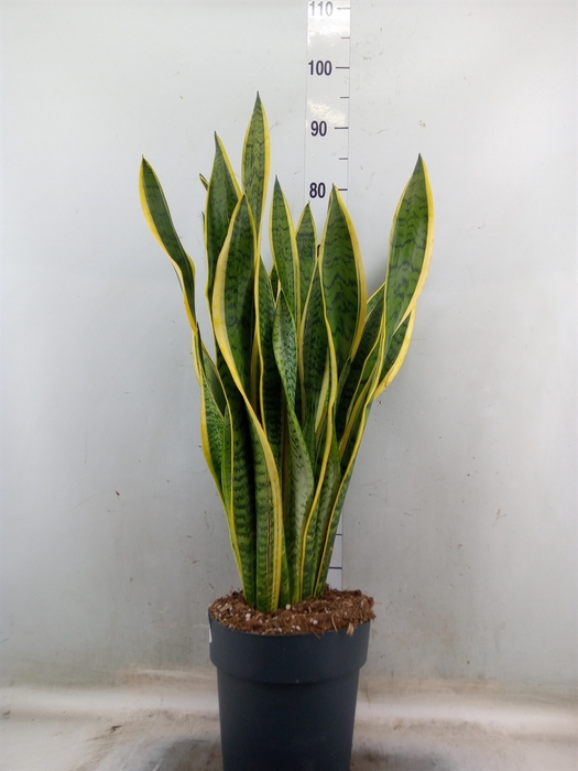 <h4>Sansevieria trifa. 'Laurentii'</h4>