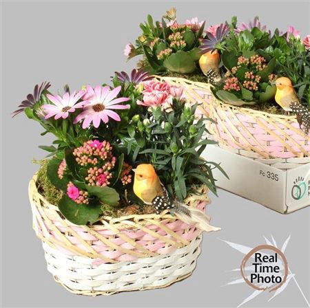 <h4>Arr Tuinplanten</h4>