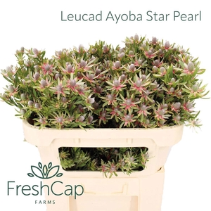LEUCAD AYOBA ST PEAR