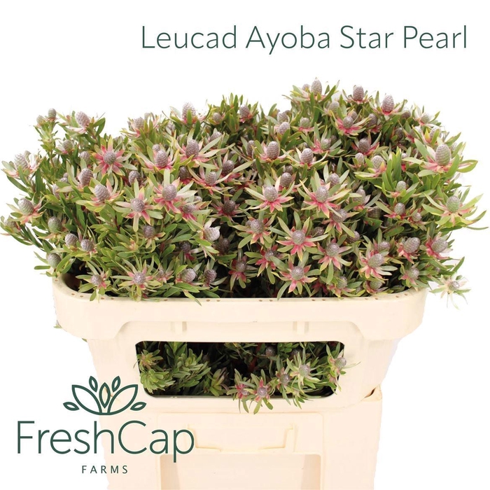 <h4>LEUCAD AYOBA ST PEAR</h4>