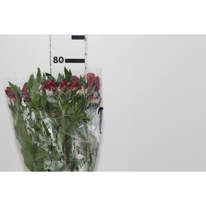ALSTROEMERIA MERLOT 080 CM VERMELHO