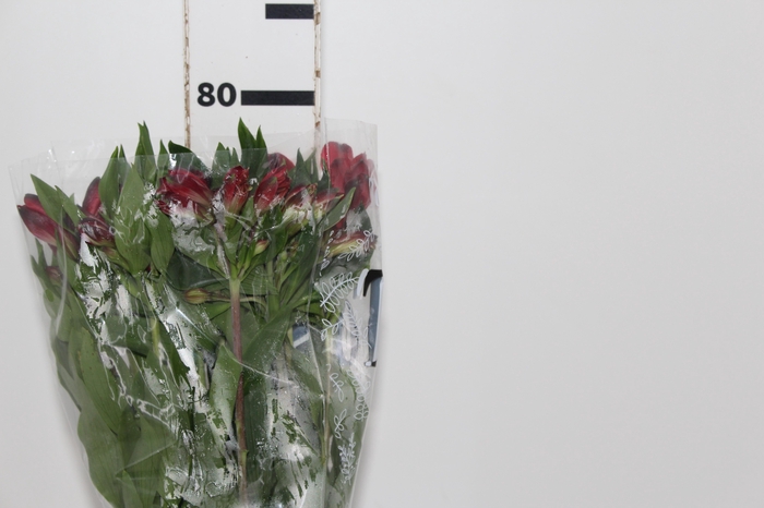 <h4>ALSTROEMERIA MERLOT 080 CM VERMELHO</h4>