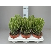 Senecio