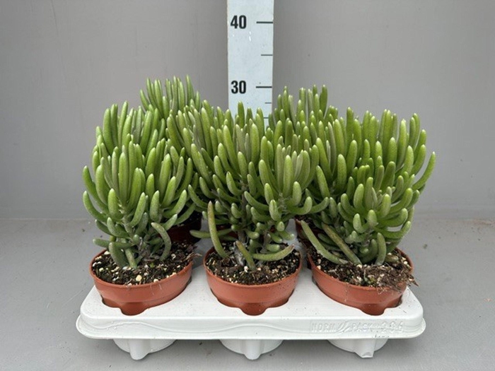 Senecio