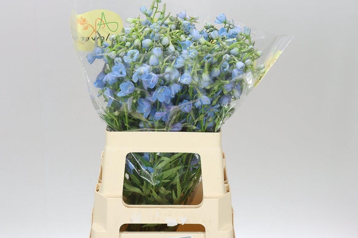 <h4>Delph En Ballkleid</h4>