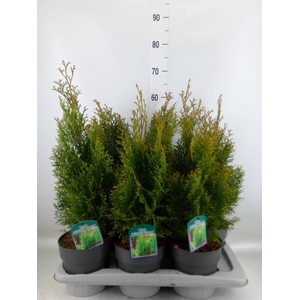 Thuja occid. 'Smaragd'