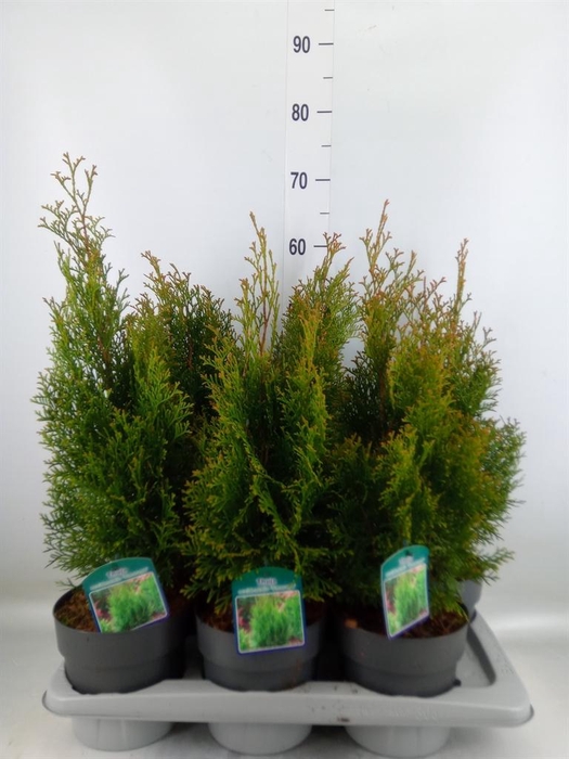 <h4>Thuja occid. 'Smaragd'</h4>