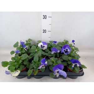 Viola wr. 'Flair Light Blue'