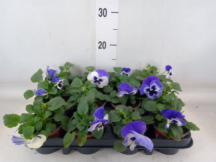 <h4>Viola wr. 'Flair Light Blue'</h4>