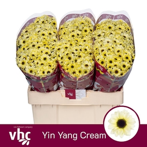 Chr San Yin Yang Cream Helvoort