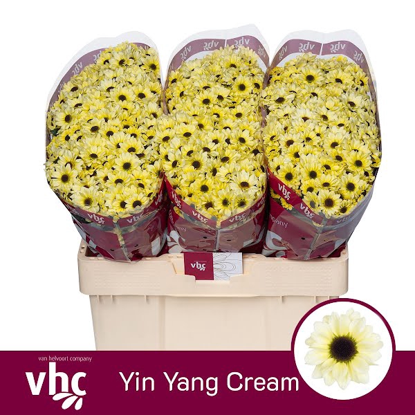 <h4>Chr San Yin Yang Cream Helvoort</h4>