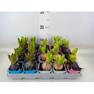 Hyacinthus orie.   ...mix 4