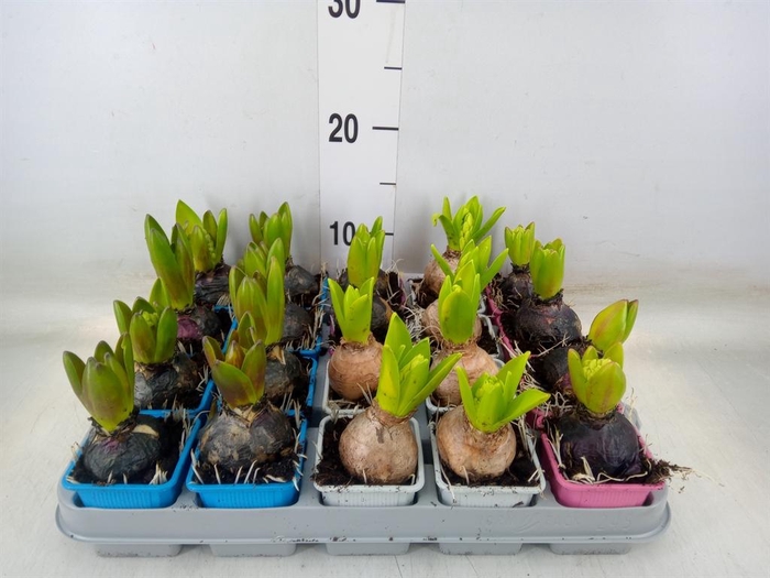 <h4>Hyacinthus orie.   ...mix 4</h4>