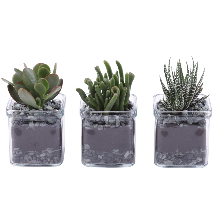 <h4>Yearround Arr. Succulent Glass Accuglas Square Ø08cm 1PP</h4>