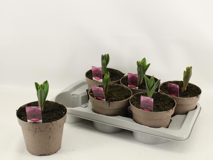 <h4>ALLI OSTARA</h4>