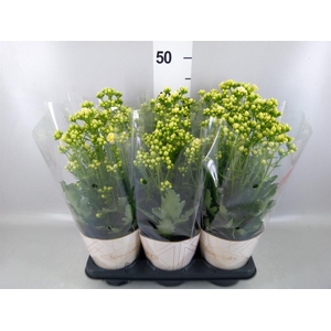 Kalanchoe 'Sunny White'