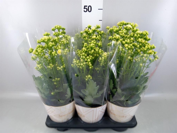 <h4>Kalanchoe  'Sunny White'</h4>