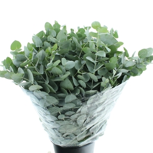 Euca Cinerea Long 300grams Albenga