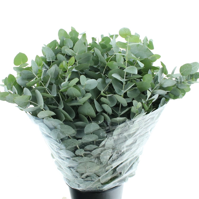 <h4>Euca Cinerea Long 300grams Albenga</h4>