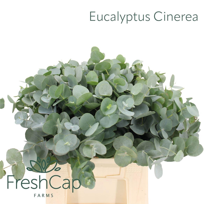 <h4>Eucalyptus Cinerea</h4>