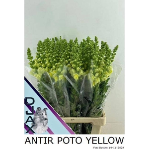 ANTIR POTO YELLOW