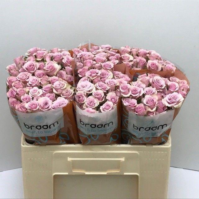 <h4>Rosa TR 'Leila' BRAAM</h4>