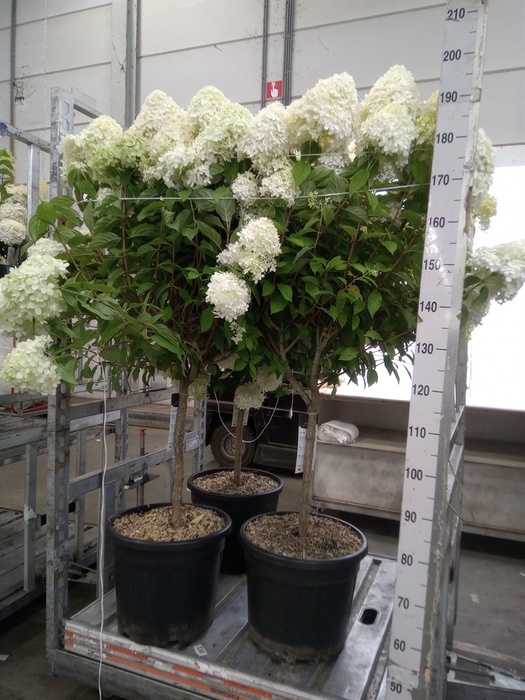 <h4>Hydrangea pan. 'Limelight'</h4>