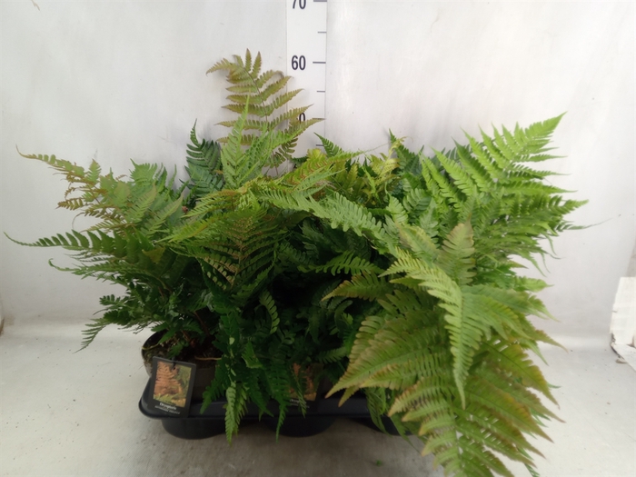 <h4>Dryopteris erythrosora</h4>