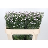 Aster Baby Pink Pearl