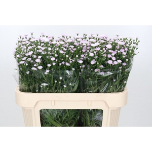 Aster Baby Pink Pearl